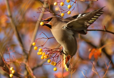 Bird in the tree - bird, flying, tree, brown