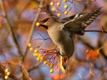 Bird in the tree