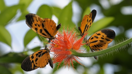 Butterflies and Flower - flower, tree, leaves, butterflies