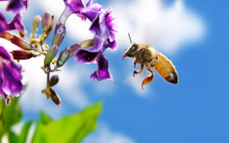 Cuteness - flowers, bee, animals, sky