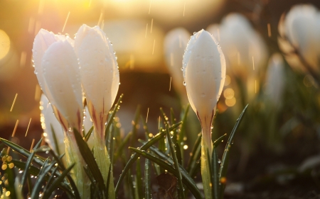 Spring Blossoms - white, nice, flowers, lovely