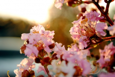 Stunning flowers - plants, flowers, lake, trees