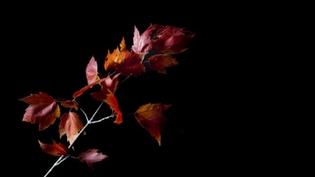 Autumn Leaves - leaves, autumn, background, branch