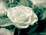 Delicate White Rose