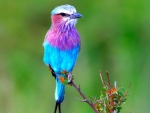 Blue & Purple Bird