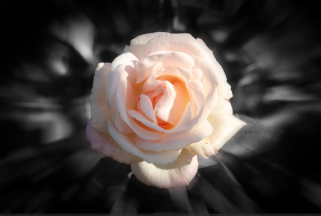 Pink Love - flowers, nature, macro, rose, background, petals, pink