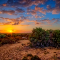 Sunset dunes