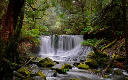 Forest waterfall - branches, trees, forest, beautiful, stones, waterfall, plants