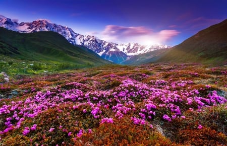 Wildflowers on mountain slope - pretty, hills, beautiful, snowy, landscape, slope, grass, meadow, mountain, wildflowers, sky