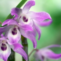 Purple Orchids