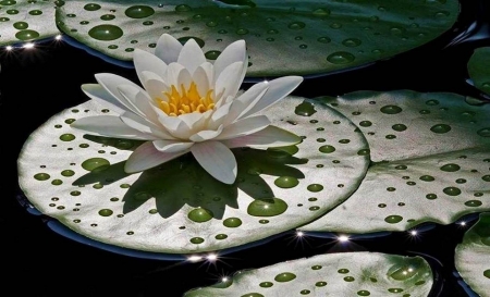 Beautiful Water Lily - white, beautiful, flowers, water lily, nature