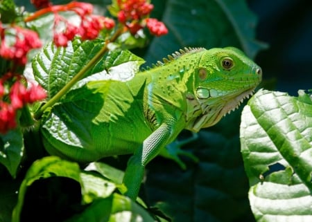 Leguan - flowers, nature, sunshine, green