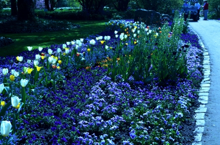 Spring Flowers - white, blue, tulips, park, pansies