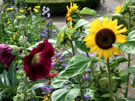 Summer Flowers - blossoms, sunflower, plants, petals, park, leaves