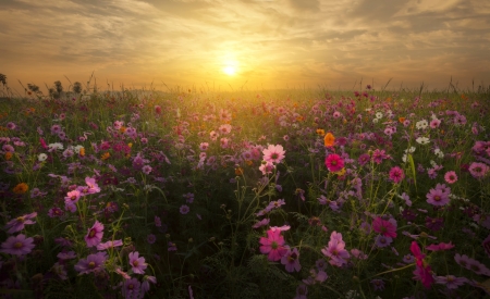 Summer Sunset - sky, blossoms, clouds, rows, flowers, field