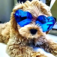 Cool Dog