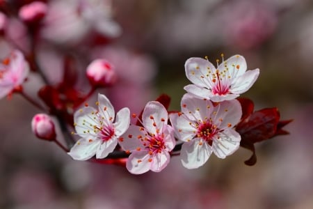 Spring - white, red, flower, pink, spring, blossom, branch