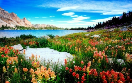 Flowers in the Lake - lake, cloud, water, flowers, grass