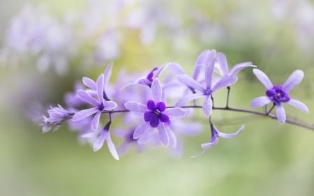 Flowers - flower, purple, pink, little, macro, green