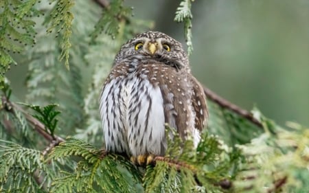 Owl - owl, bufnita, bird, green