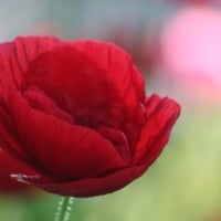 Poppy Fever