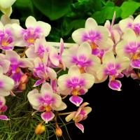 Dashing Orchids