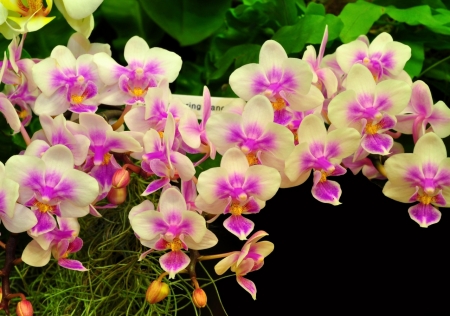 Dashing Orchids - flowers, orchids, yellow, pink