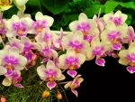 Dashing Orchids