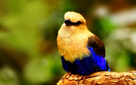 Lovely bird - green, bird, blue, gold