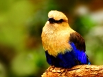 Lovely bird