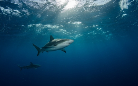 Sharks - sharks, ocean, animals, nature