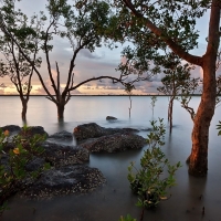 Trees in the Calm Lake at Sunset