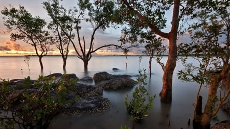 Trees in the Calm Lake at Sunset - nature, lake, sunset, trees