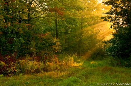 Sun rays in the forest - ray, nature, forest, light, tree