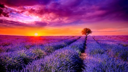 Lavender field at sunset - rays, sky, landscape, colorful, field, sunset, lovely, glow, amazing, beautiful, clouds, lavender