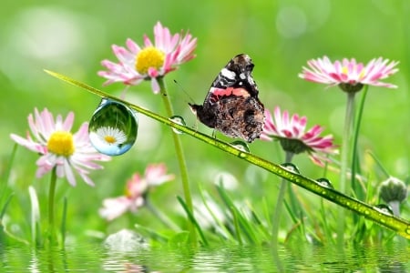 Butterflies & Flowers in the Field - Field, Butterflies, Flowers, Green