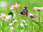 Butterflies & Flowers in the Field