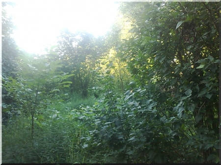 my home 2 - nature, leaf tree, jungle, green, fruit trees, weed, grasses, tress