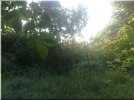 my home 4 - grasses, leaf tree, fruit trees, weed, trees, nature, jungle, green