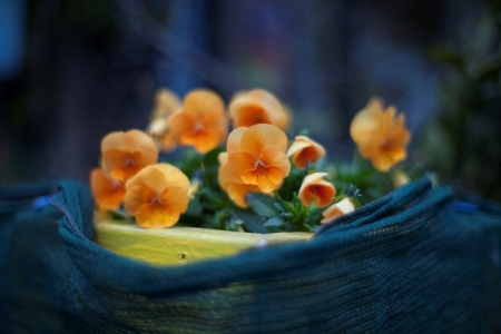 Pansies - blossoms, artwork, flowers, pot, still life