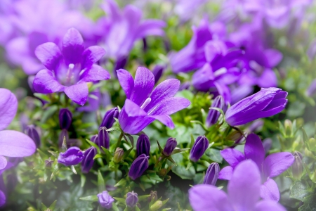 Pretty Purple! - nature, purple, flowers, pretty