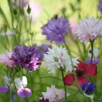 Meadow Flowers