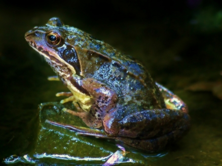 Frog - colorful, nature, strange, pond, amphibian, frog