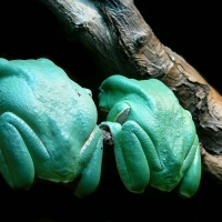 Two turquoise-colored Frogs