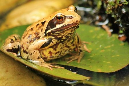 Toad - nature, pond, amphibian, toad, frog