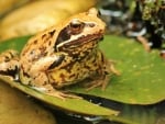 Toad