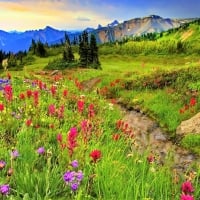 WILDFLOWERS from the mountains.