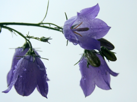 Purple flowers - flowers, beauty, nature, purple