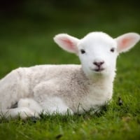 Baby sheep