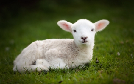 Baby sheep - animal, sheep, sweet, cute